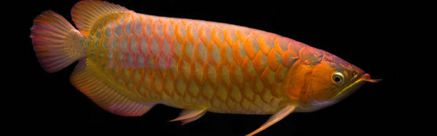 Arowana Bukhara